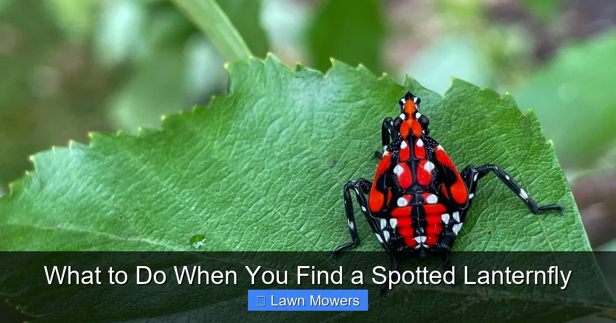 What to Do When You Find a Spotted Lanternfly