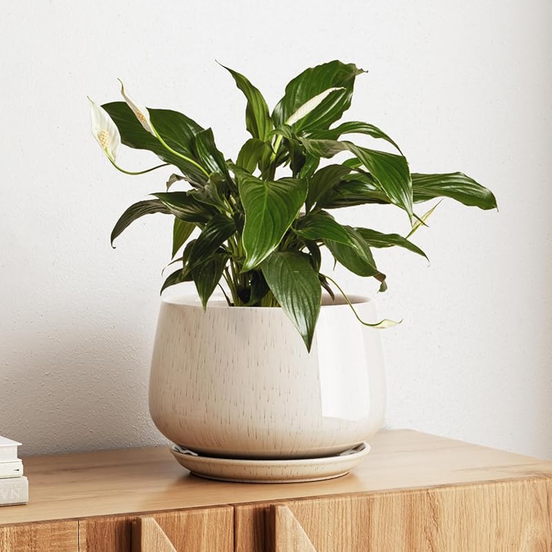 LE TAUCI 10-Inch Ceramic Planter with Drainage Hole Saucer - Durable M