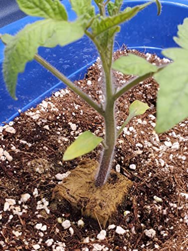 10 Best Perlite For Plants For 2026