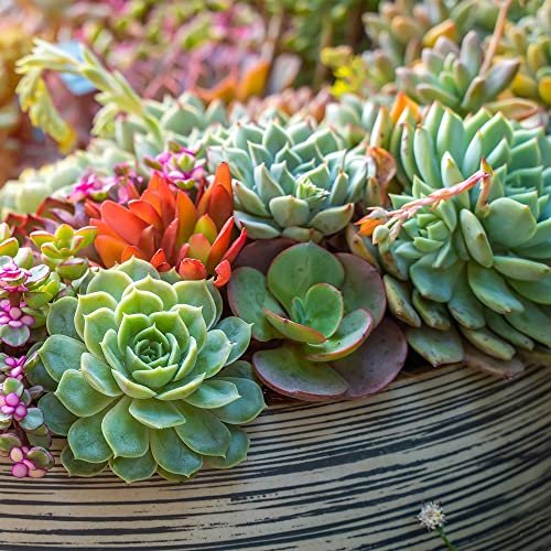 Top 10 Cactus Soil Mix For 2026