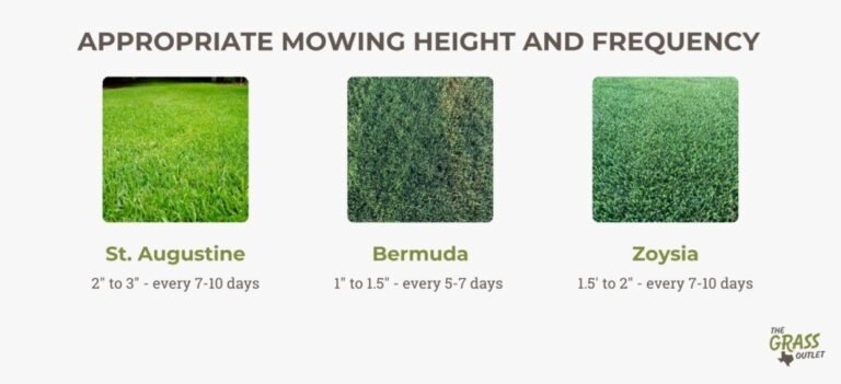 Best Height To Cut Grass In Summer