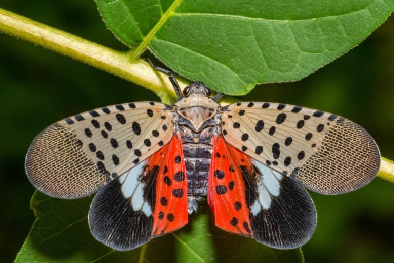 What To Do When You Find A Spotted Lanternfly